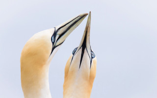 Birds beach jigsaw photograph watercolor - its beak open free wallpaper