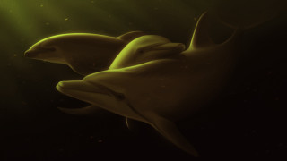 Dolphins sunlit water photorealism digital - a digital painting free wallpaper for desktop
