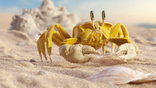 Yellow crab beach sand shells - a sandy beach free wallpaper for desktop