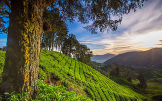 Tree hill tea plantation sunset - free landscape wallpaper