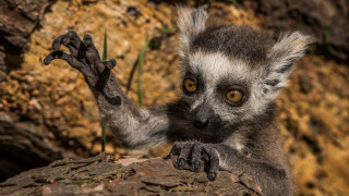 Small animal yellow eyes rock - a rock wall free wallpaper for desktop