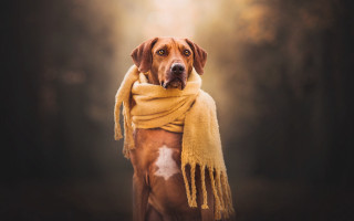 Dog scarf forest portrait realistic - a dark forest free wallpaper