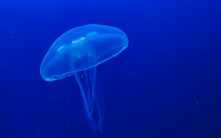 Jellyfish blue ocean hologram sky - the camera lense free wallpaper
