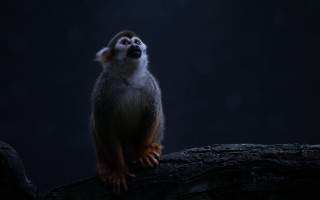 Monkey tree branch looking sky - its eye free wallpaper for desktop