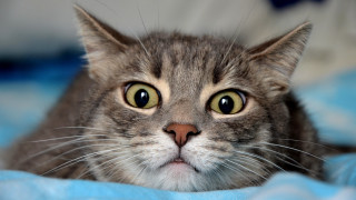 Curious black cat blurry background - furry free wallpaper