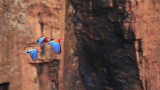 Colorful birds rocky cliff bokeh - rocky free wallpaper