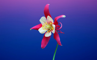 Pink flower blue background 3d - a single flower free wallpaper
