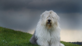 Shaggy white dog sitting green - a lush green field under a cloudy sky free wallpaper