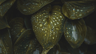 Leaves water droplets dark background - free rain wallpaper for desktop