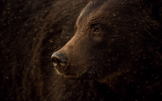Brown bear snowfall night starry - a brown bear free wallpaper