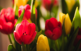 Red yellow tulips vase blurry - tulip free wallpaper