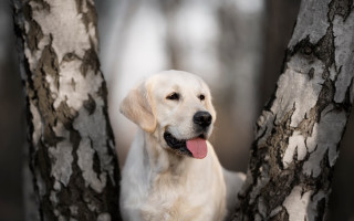 Dog sitting tree smiling shiba - tongue free wallpaper for desktop