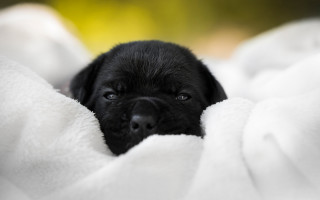 Black puppy white blanket sad 2 - cozy free wallpaper