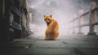 Cat fence gate fog person - the ground in front free wallpaper for desktop