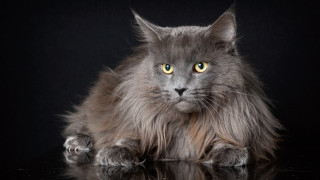Fluffy gray cat yellow eyes 2 - fluffy free wallpaper