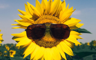 Sunflower sunglasses field blue sky - a sunflower free wallpaper