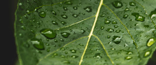 Green leaf water drops macro 55 - photorealistic imagery free wallpaper