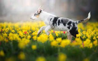 Small dog running field blurry - elke vogelsang free wallpaper