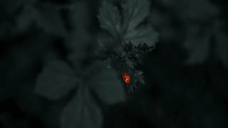 Red bug leaf plant night - top of a leaf free wallpaper