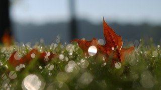 Leaf dew waterdrop underwater macro - a lush green field of grass free wallpaper for desktop