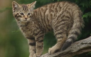 Kitten tree branch forest blurry - a tree branch in a forest area free wallpaper for desktop