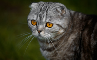 Cat yellow eyes blurry grass - yellow eye free wallpaper