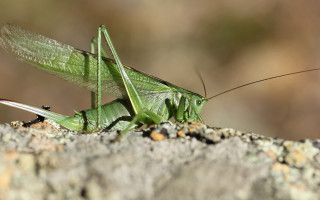 Green grasshopper rock wings spread - a rock in the sun free wallpaper