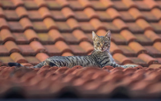 Cat roof red tiled bokeh - top of a roof next free wallpaper