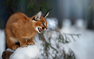 Cat snow stump growling sharp - sharp claw free wallpaper