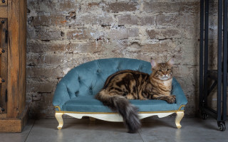 Cat blue chair brick wall - art nouveau free wallpaper
