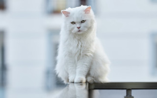 White cat railing building background - the street free wallpaper