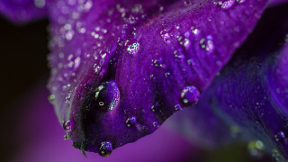 Purple flower water droplets macro 19 - anthony s waters free wallpaper