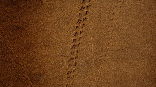 Beach couple surfboard footprints landart - footprint free wallpaper