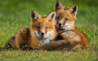 Sad foxes laying grass nature - two fox free wallpaper