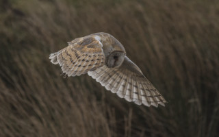 Bird flying tall grass field - ground free wallpaper