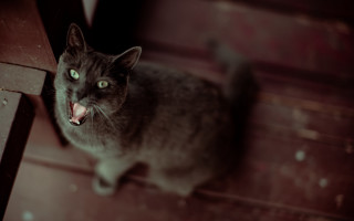 Black cat open mouth green - caspar wolf free wallpaper