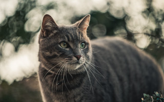 Cat green eyes staring trees - the background in the background free wallpaper