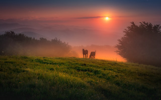 Horses hill sunset fog trees - fog in the air and trees free wallpaper