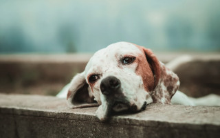 Sad shiba inu dog ledge - a ledge free wallpaper for desktop