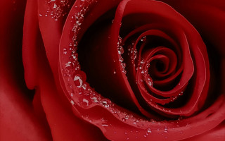 Red rose water droplets macro 47 - a red rose free wallpaper