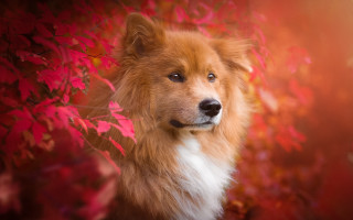 Dog red background leaves blue - back leg free wallpaper