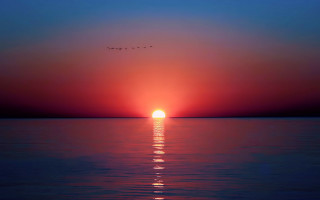 Sunset bird over water matte - a sunset free wallpaper for desktop