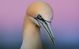 Blue eyed bird long beak - a long beak free wallpaper for desktop