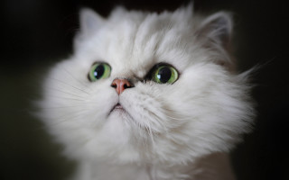 White cat green eyes portrait - a white cat free wallpaper
