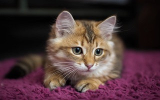 Kitten purple blanket blue eyes - sad free wallpaper