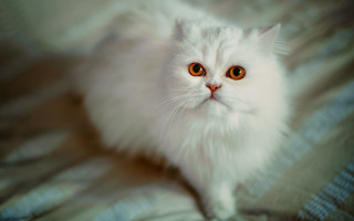 White cat orange eyes blue - a blue blanket free wallpaper