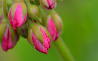 Flower bud macro blurry background - a blurry background of grass free wallpaper for desktop