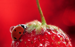 Ladybug strawberry waterdroplets ecological macro - a ladybug free wallpaper