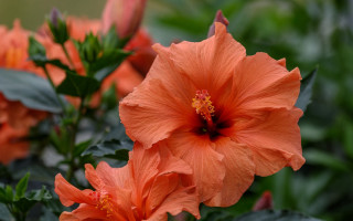 Flower leaves background bokeh macro - a few flower free wallpaper