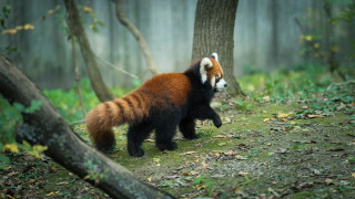 Red panda forest blurry motion - its head free wallpaper